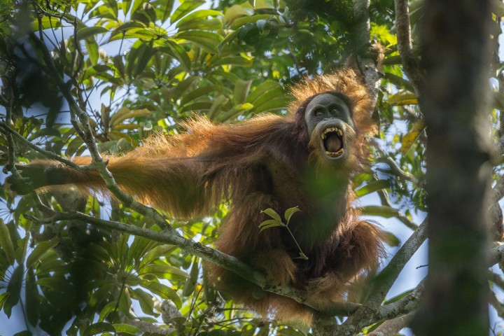 Tim Laman - Tough Times for Orangutans 01